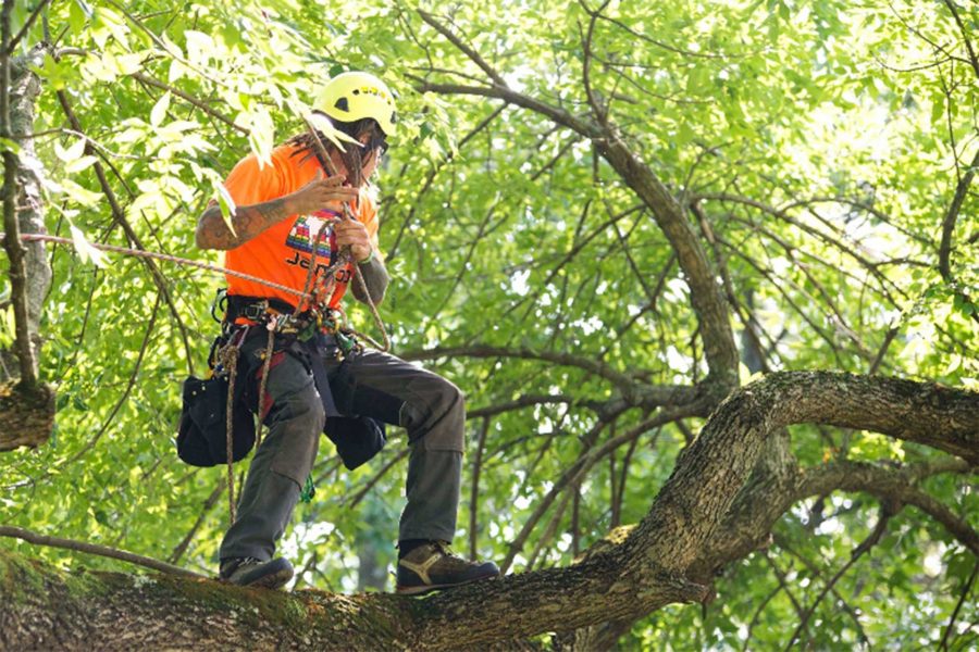 Arborist Test Their Skills at Tree Climbing Wasatch Arborists