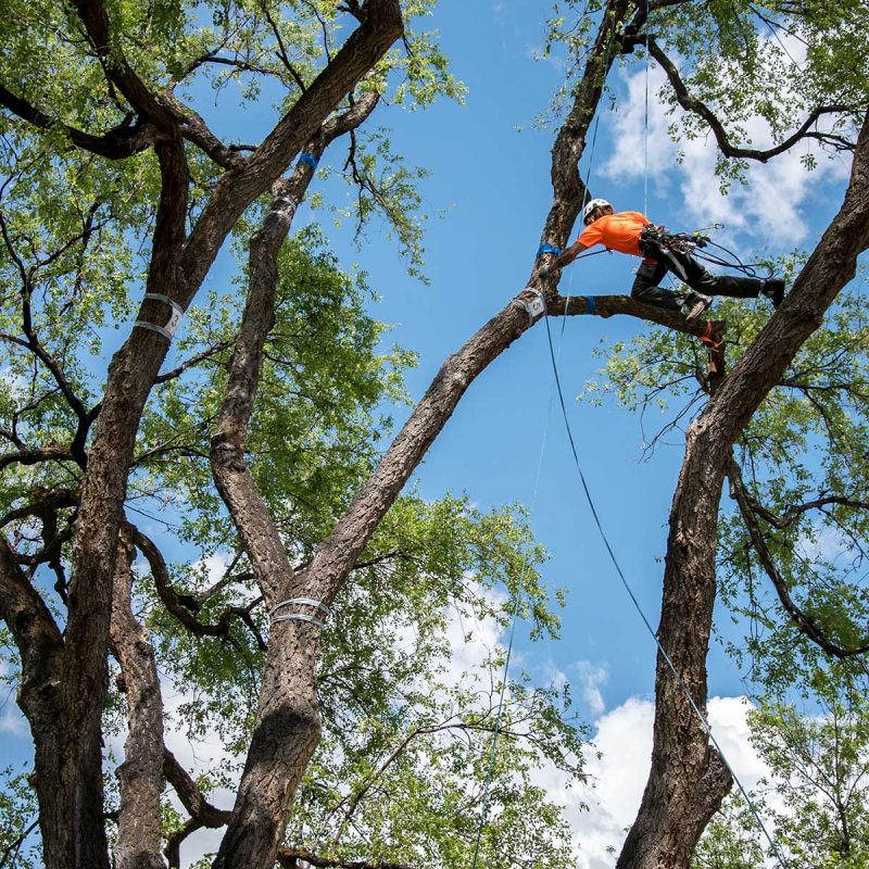 Ryan-Torcicollo-climbing-tree