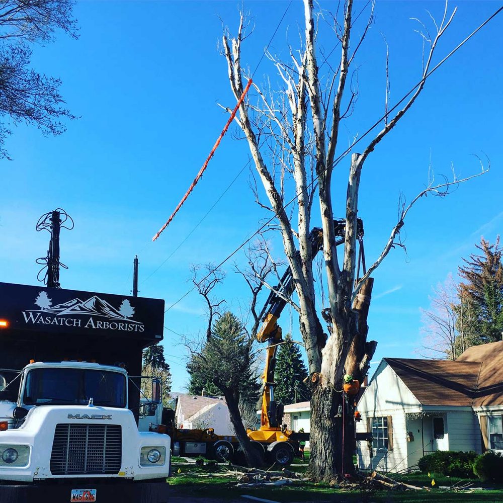 9 Reasons You Might Need to Remove A Tree Wasatch Arborists